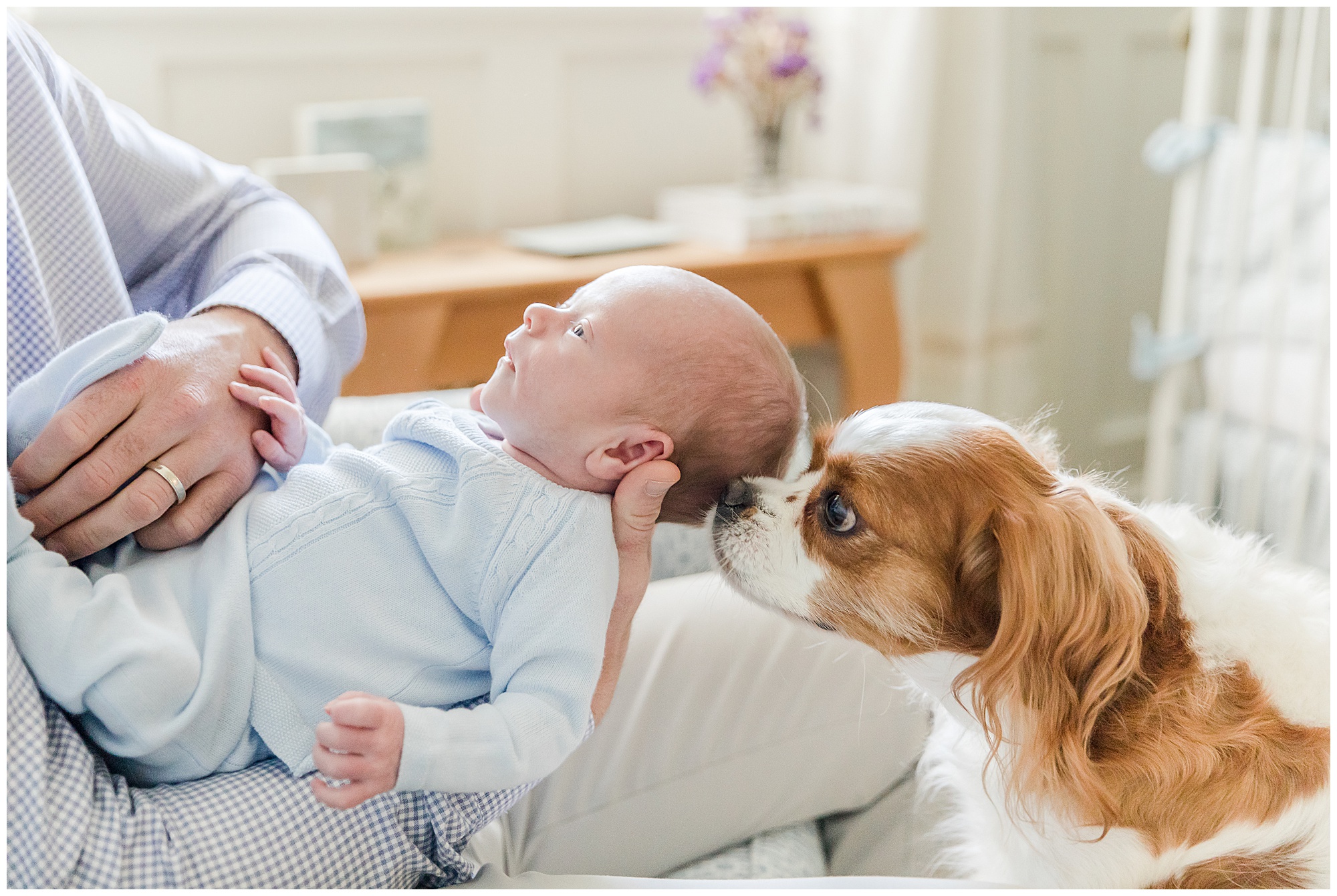 King Charles Cavalier sniffs the head of his newborn baby