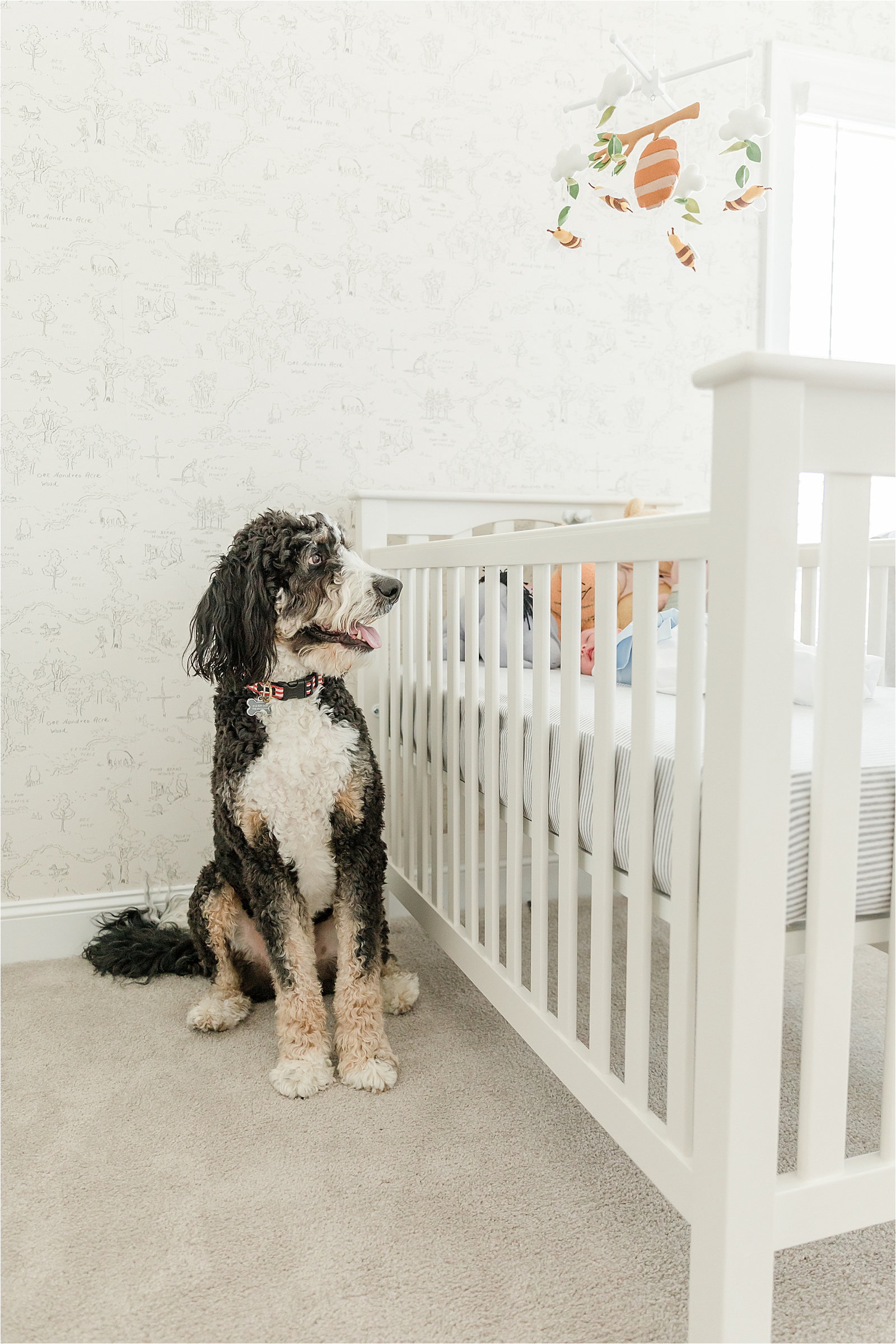 Large dog looking into crib at newborn baby in vintage Winnie the Pooh nursery