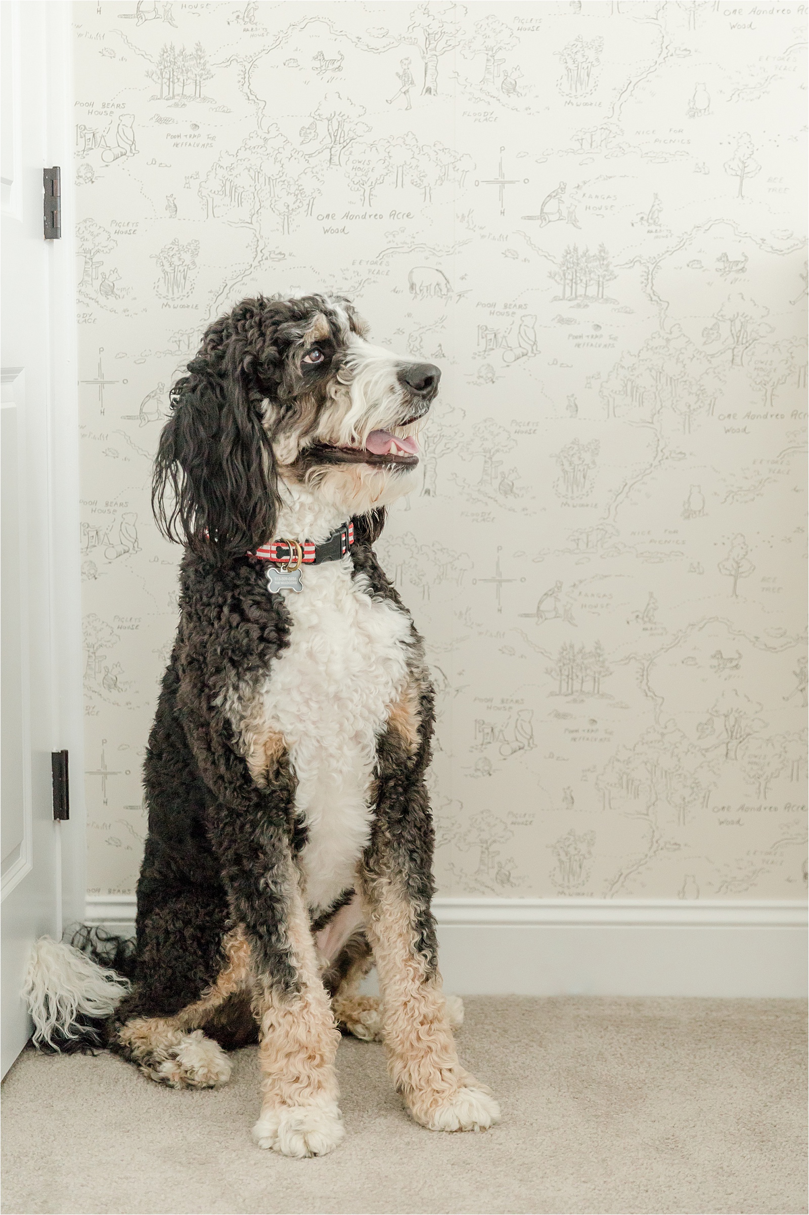 large dog in front of Hundred Acre Wood wallpaper in vintage Winnie the Pooh nursery