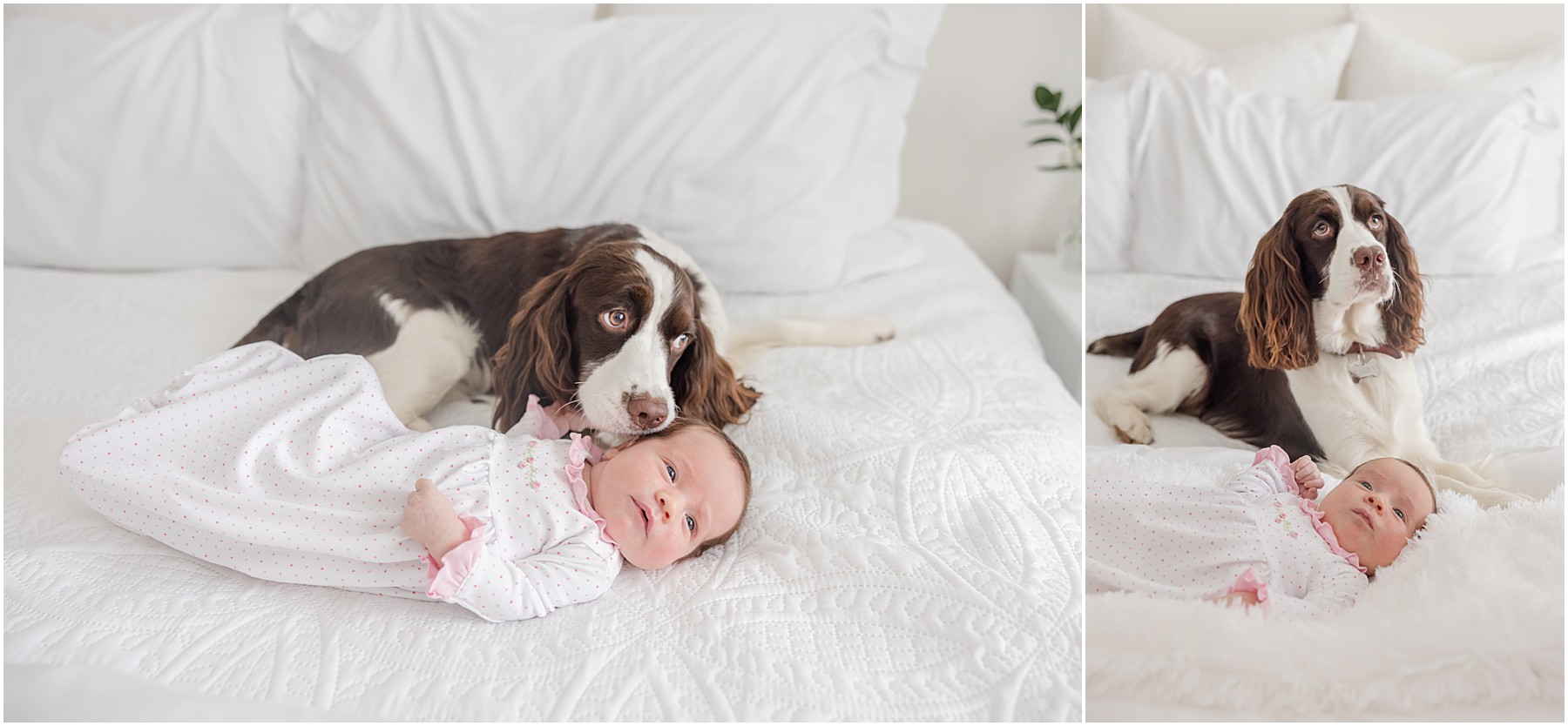 A dog posed with a newborn baby girl on a white bed.