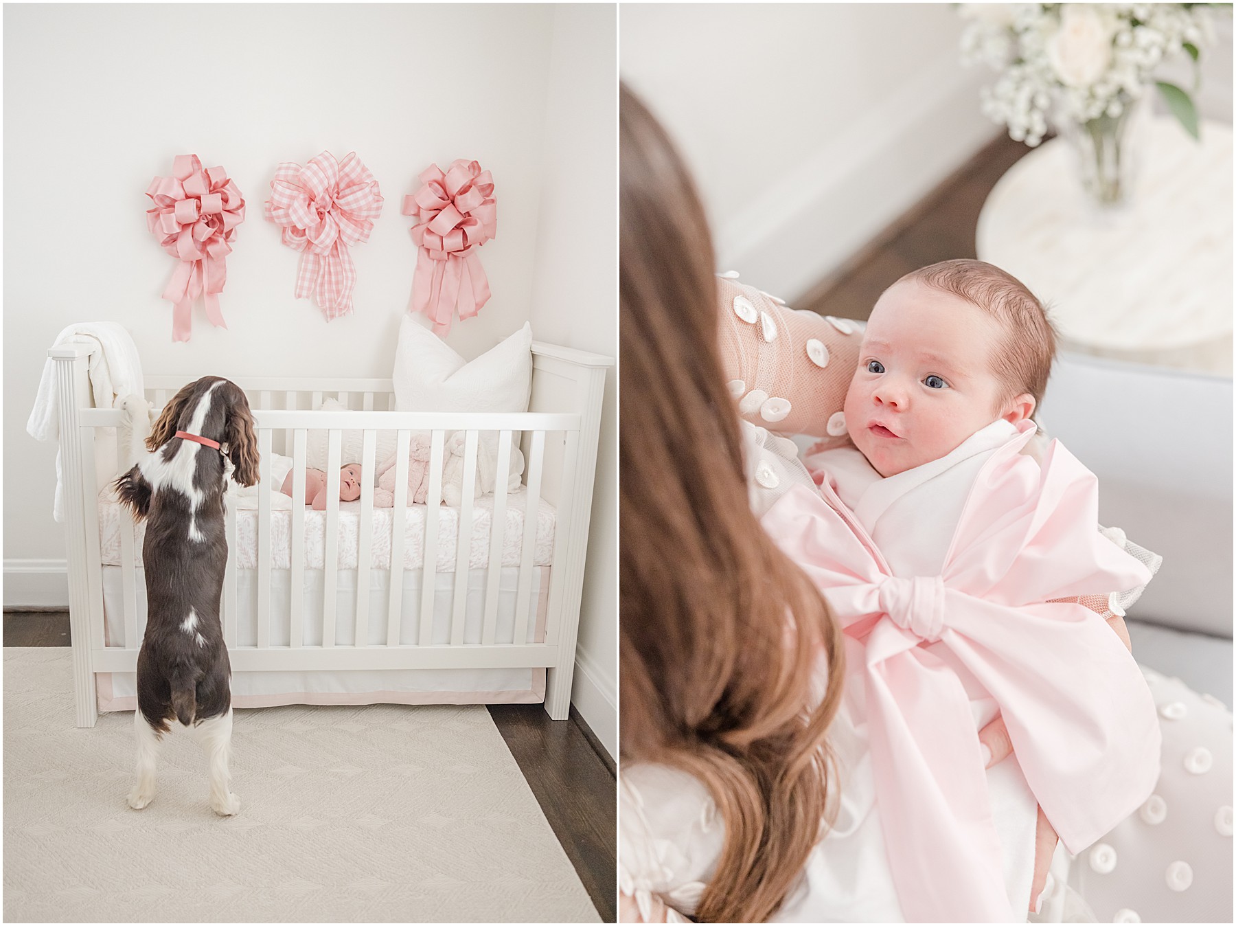 A dog stands on it's hind legs peering into a white crib at a baby girl during a Greenville in home newborn photography session.