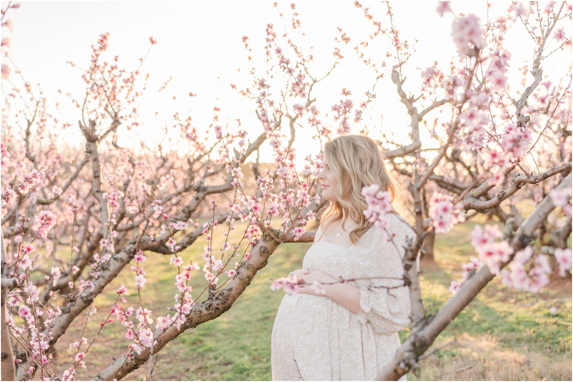 greenville-maternity-photos-peach-tree-blooms_0086.jpg