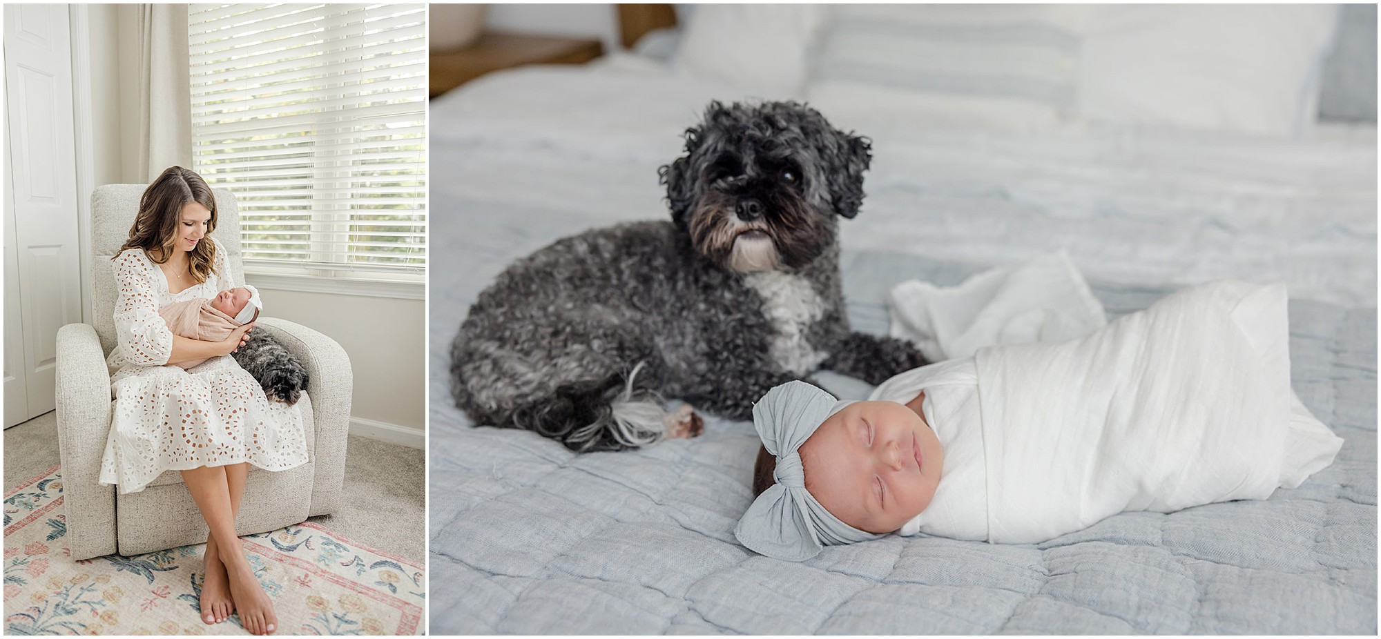 A dog poses beside a newborn baby girl during a Greenville SC newborn photography session.