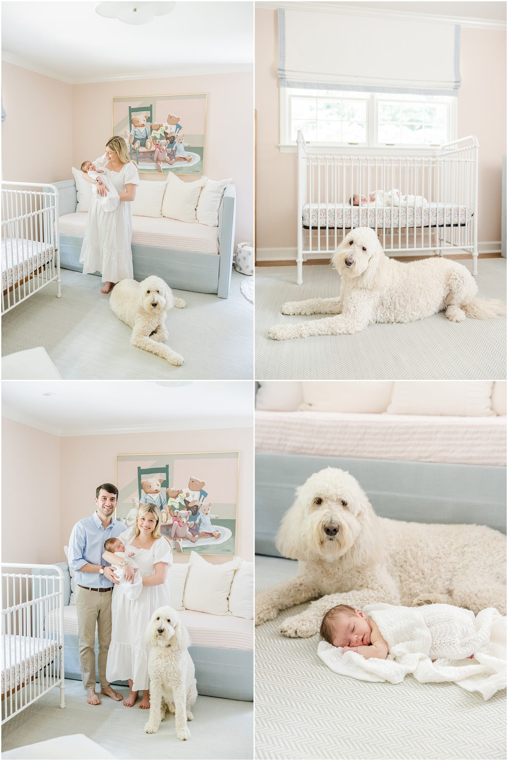 A large white dog poses with a young couple and their newborn daughter during Greenville newborn photography session.